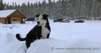 Missing California Man's Dog Found Wandering Alone in Oregon: Search for Owner Continues