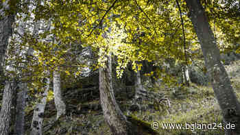Bad Reichenhall - Deutschlands erster Bergkurwald in Bad Reichenhall: Bergwaldbaden in der Alpenstadt - bgland24.de