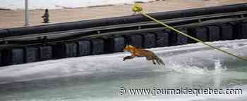 Renard du Vieux-Port: l’opération de sauvetage forcée à l’arrêt