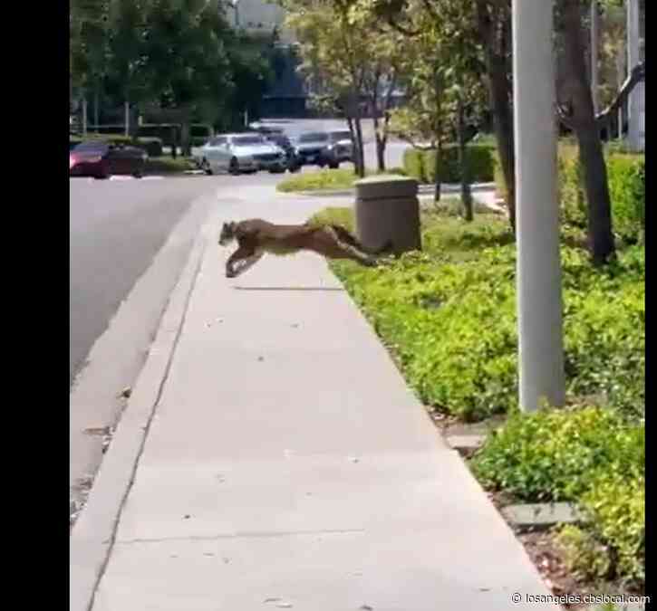 Mountain Lion Caught Inside Of Irvine Business