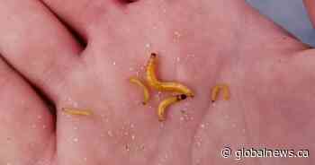 Study examining wireworms and impact on southern Alberta farmers