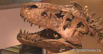 Scientists studying world’s largest T. rex to gain insight into dinosaurs, evolution