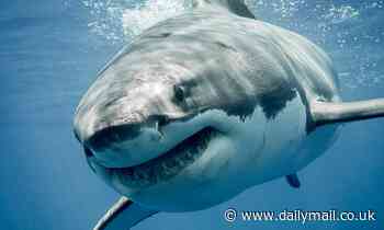 Great white sharks form friendships as they prowl the oceans hunting big prey