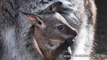 Blick aus dem Beutel: Känguru-Nachwuchs im Stralsunder Zoo - Süddeutsche Zeitung - SZ.de