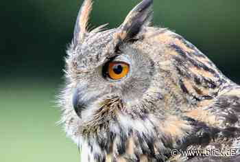 Tierisch gute Nachrichten: Wildgatter in Oberrabenstein öffnet wieder | blick.de - Chemnitz - Blick.de