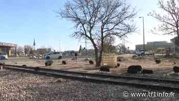 VIDÉO - Marignane : quand des cochons en liberté deviennent un problème municipal - TF1 INFO