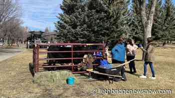 Lethbridge College students tout benefits of agriculture - Lethbridge News Now