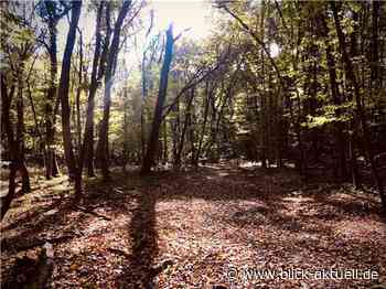 Sinzig: Mögliches Windkraftprojekt im Harterscheid - Blick aktuell