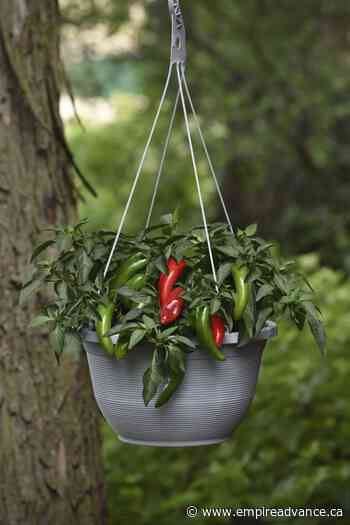 Short on space for veggies? Smaller varieties thrive in pots - Virden Empire Advance