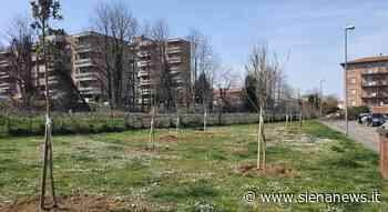 Poggibonsi, lavori iniziati per piantare oltre ottanta nuove alberature in città - Siena News