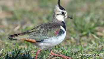 Projekt in Erlangen-Höchstadt soll Kiebitze retten - br.de