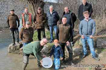 Bachforellen erlangen die Freiheit - Westfalen-Blatt