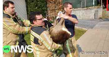 Brandweer redt jonge ree die verloren loopt in Poperinge - VRT NWS
