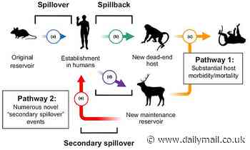 Humans have given wild animals diseases nearly 100 times, study says
