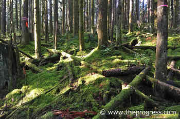 Trail user concerned about logging near Rolley Lake – Chilliwack Progress - Chilliwack Progress