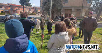 Matera: grande entusiasmo per questi studenti nell'abbellire "l'Aula Verde di quartiere" di fiori e piante! Le foto - Matera News