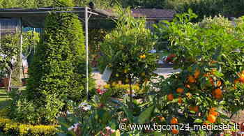 Torna la Monza Green Experience - TGCOM