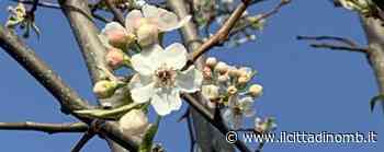 Parco di Monza e Giardini reali: la primavera diventa un contest su Instagram con #Fioritureinreggia - Il Cittadino di Monza e Brianza