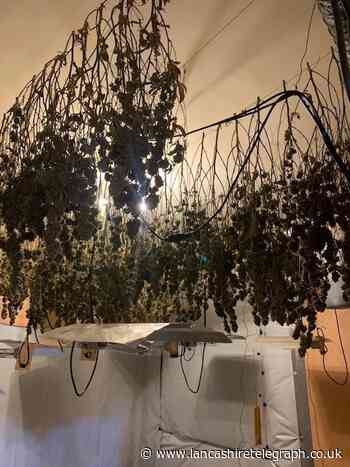 Fertiliser found in Blackpool cannabis factory to be donated