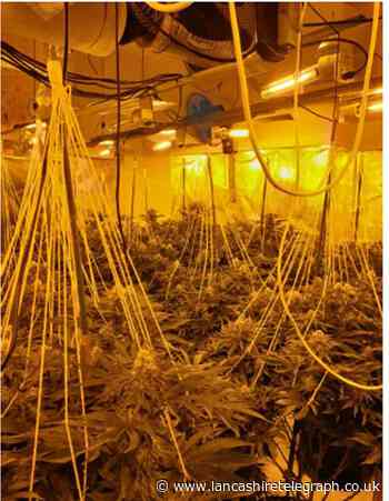 Preston cannabis factory shut down