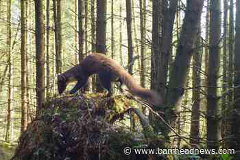 New study to boost elusive pine martens in England's biggest forest - Barrhead News