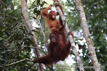Orangutan vocabularies 'shaped by social mingling, like in humans' - Barrhead News