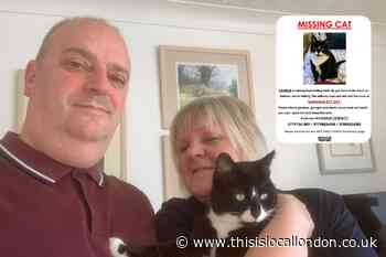Missing cat Charlie's trip from Halling to Wanstead Flats