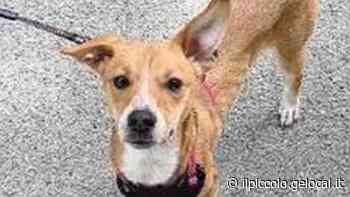 Sequestrato il pitbull che uccise una cagnolina a Trieste - Il Piccolo