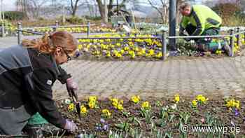 Siegen: Wie der Frühling in den Schlosspark zurückkehrt - WP News