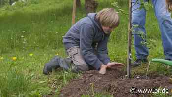 Naturschützer kritisieren Bäume-Pflanzaktion in Augsburg - br.de