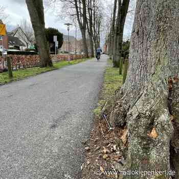 COESFELD: Fällaktion am Basteiwall - Radio Kiepenkerl