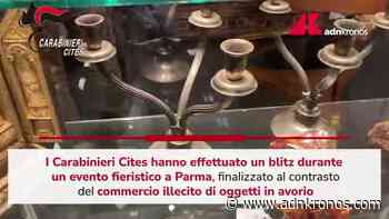 Blitz carabinieri fra stand fiera, maxi sequestro di avorio a Parma - Adnkronos