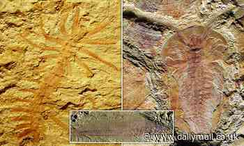 500 MILLION-year-old fossils found in a delta in China were ancestors of many of today's animals