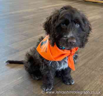 Clitheroe school introduces wellbeing dog to help pupils' mental health