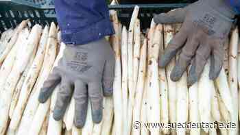 Agrar - Bruchsal - Spargelbauern erwarten gute Saison - Wirtschaft - Süddeutsche Zeitung - SZ.de