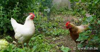 Ook dit jaar weer een kippenactie in Merchtem: koop je kip via de gemeente - Het Laatste Nieuws