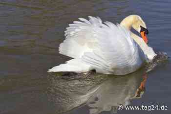 Unbekannter schlägt auf Schwan ein! Polizei sucht nach dem Täter - TAG24