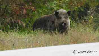 New research project to map reach of invasive wild pigs in Alberta