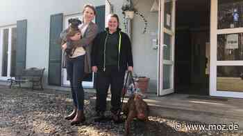 Hundewaldhotel Karwe: Warum es Hunde aus Berlin in die Nähe von Neuruppin zieht - Märkische Onlinezeitung