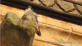 Vertrauen in die Kirche in schwierigen Zeiten: Wanderfalken nisten auf Sankt Nikolaus