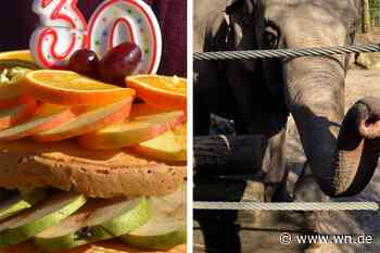 Elefantenkuh Ratna feiert heute 30. Geburtstag