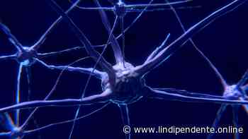 Scoperta una proteina in grado di riparare le cellule cerebrali - L'INDIPENDENTE