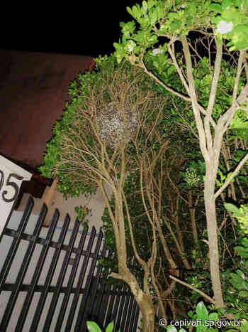 Defesa Civil de Capivari faz extração de colmeia de abelhas em residência no bairro Morada do Sol - Prefeitura