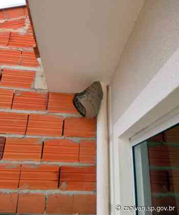 Defesa Civil de Capivari faz extração de colmeia de abelhas em residência do bairro Villa di Capri e no Parque Ecológico “Murilo Ferreira Carnicelli” - Prefeitura