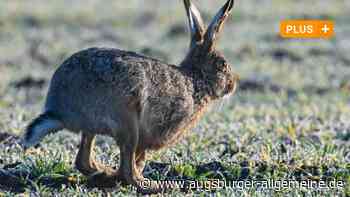 Ehingen: Ehinger wollen kleine Wildtiere schützen | Rieser Nachrichten - Augsburger Allgemeine
