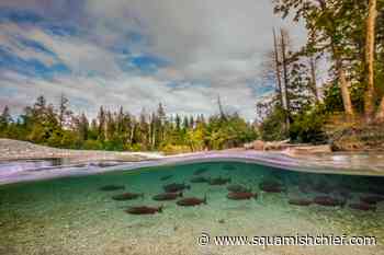 'Stop the bleeding': B.C. groups call on Alaska to halt interception of Canadian salmon - Squamish Chief
