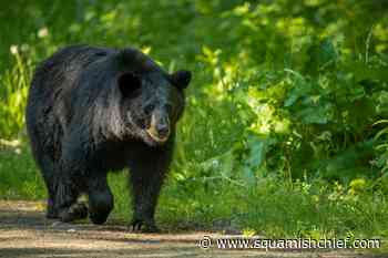 Destination British Columbia restarts international marketing - Squamish Chief