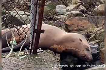 'Stumps me every time': B.C. rescue centre sees uptick in animals being shot in the head - Squamish Chief