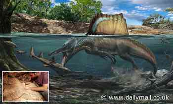 Spinosaurus had dense bones for hunting underwater