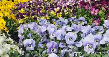 "Coburg blüht auf!" - 1000 Blumen für die Bevölkerung